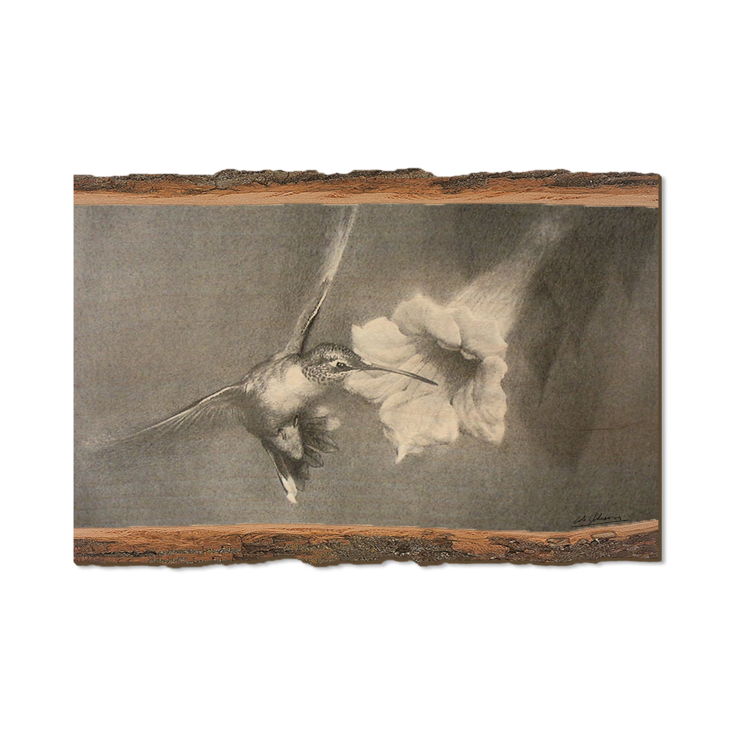 Johnson's Vintage Hummingbird - Live Edge Live Edge Postcard (5pk // $2.80ea)