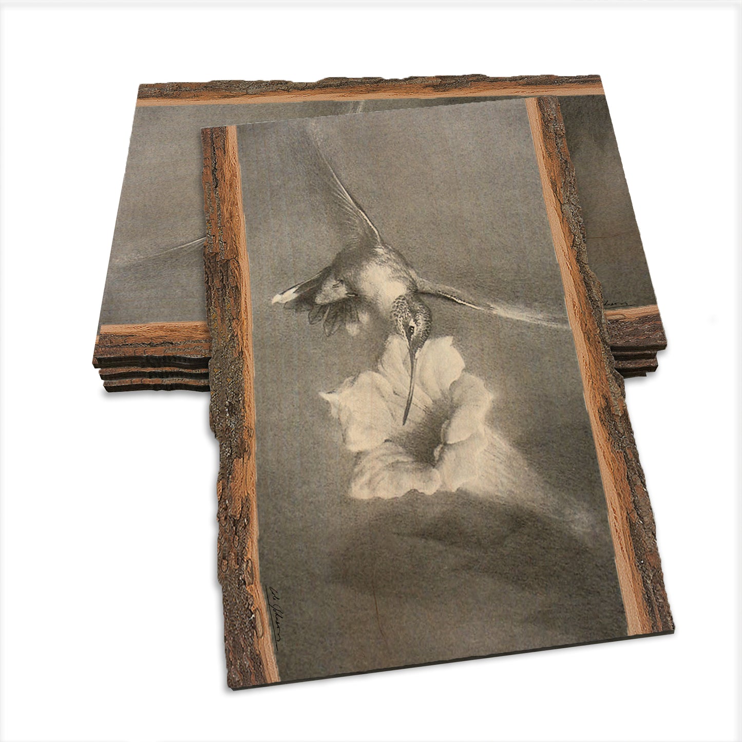 Johnson's Vintage Hummingbird - Live Edge Live Edge Postcard (5pk // $2.80ea)