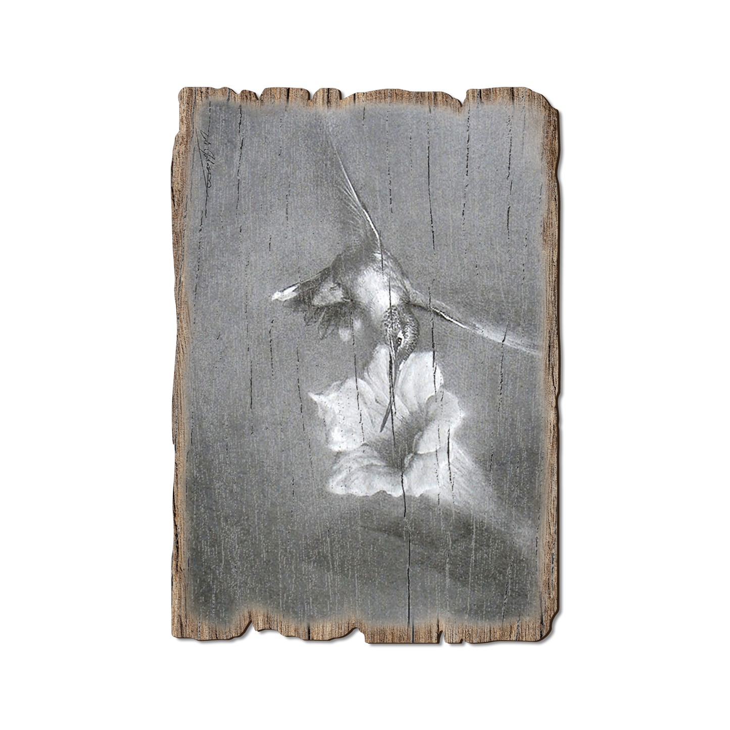Greeting Card: Weathered Edge - Johnson's Vintage Hummingbird (Pack of 5)