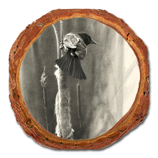 Coaster: Live Edge - Johnson's Vintage Redwing (Pack of 5)