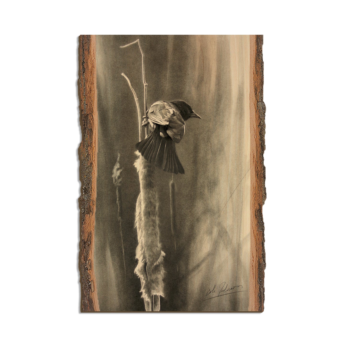 Johnson's Vintage Redwing - Live Edge Live Edge Postcard (5pk // $2.80ea)
