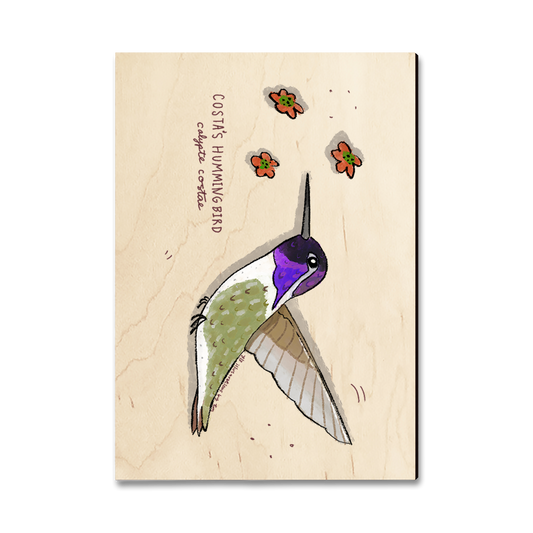 Magnet: Classic Edge - Costa's Hummingbird