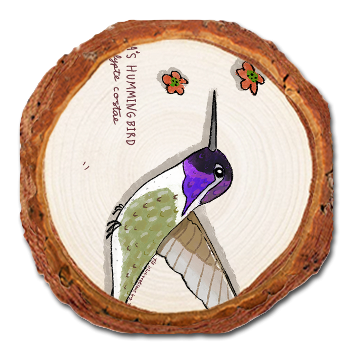 Coaster: Live Edge - Costa's Hummingbird (Pack of 5)
