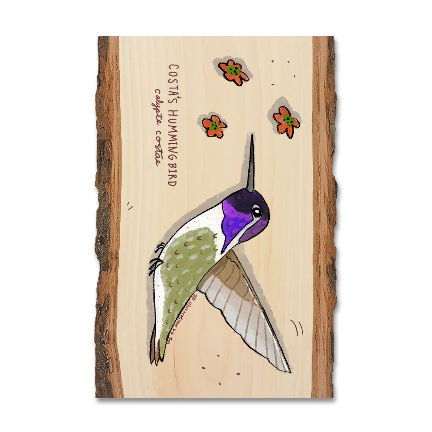 Greeting Card: Live Edge - Costa's Hummingbird