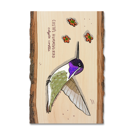 Greeting Card: Live Edge - Costa's Hummingbird
