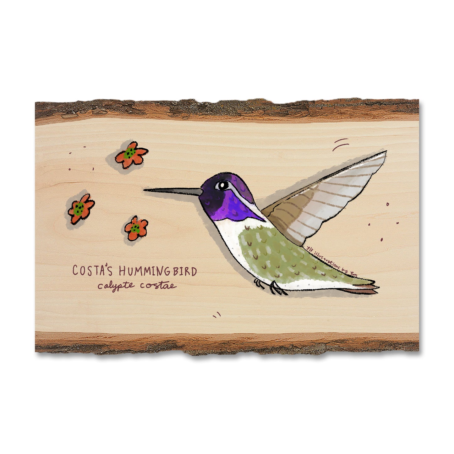Costa's Hummingbird - Live Edge