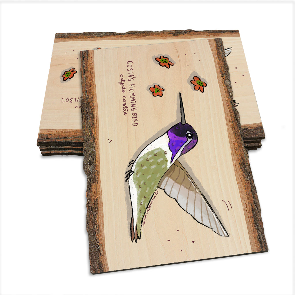 Costa's Hummingbird - Live Edge Live Edge Postcard (5pk // $2.80ea)