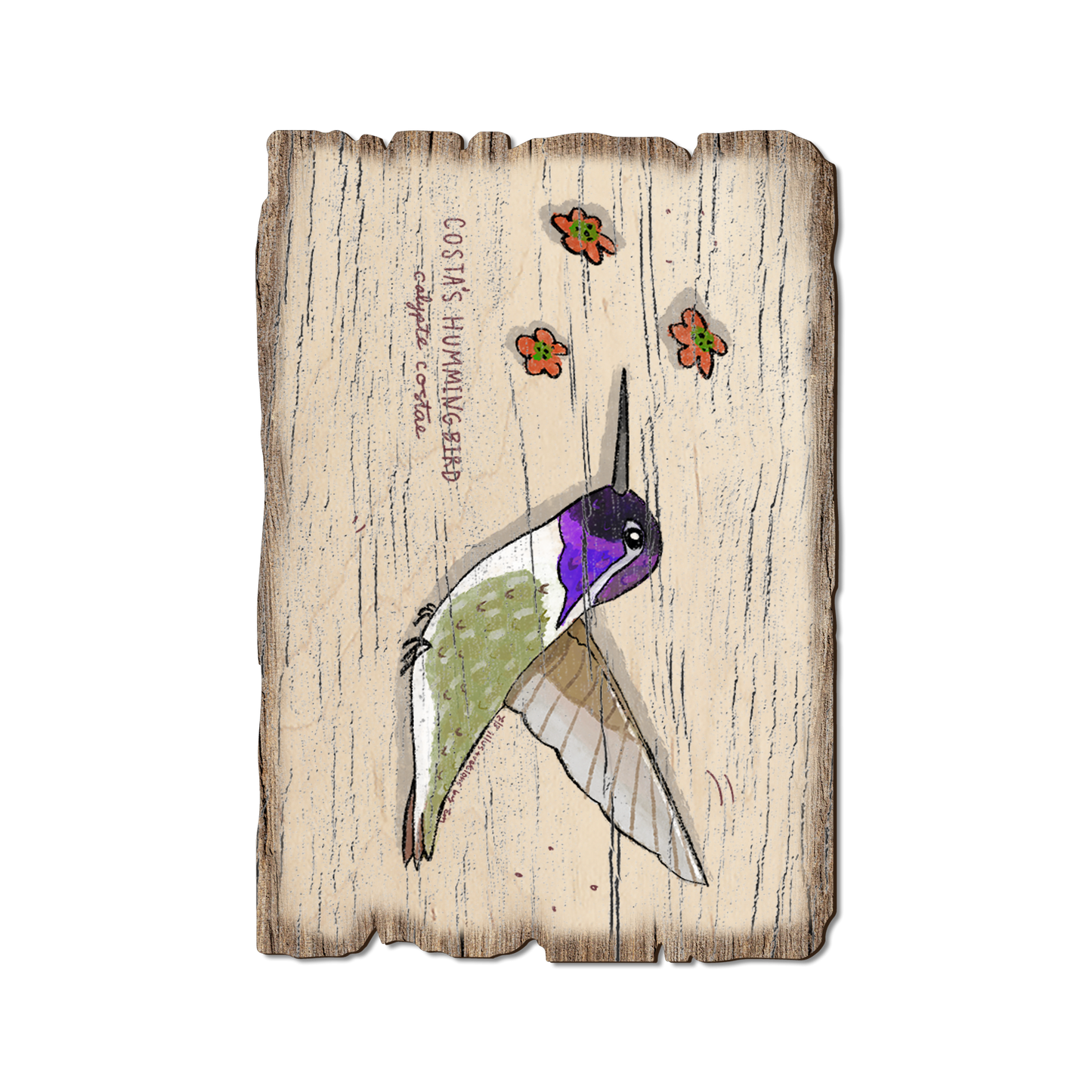 Greeting Card: Weathered Edge - Costa's Hummingbird (Pack of 5)