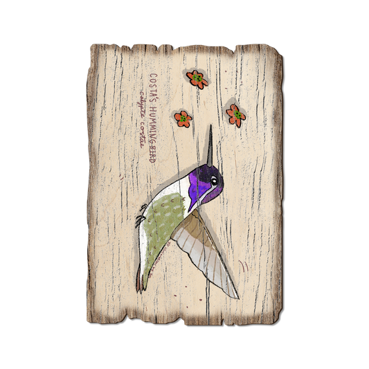 Greeting Card: Weathered Edge - Costa's Hummingbird (Pack of 5)