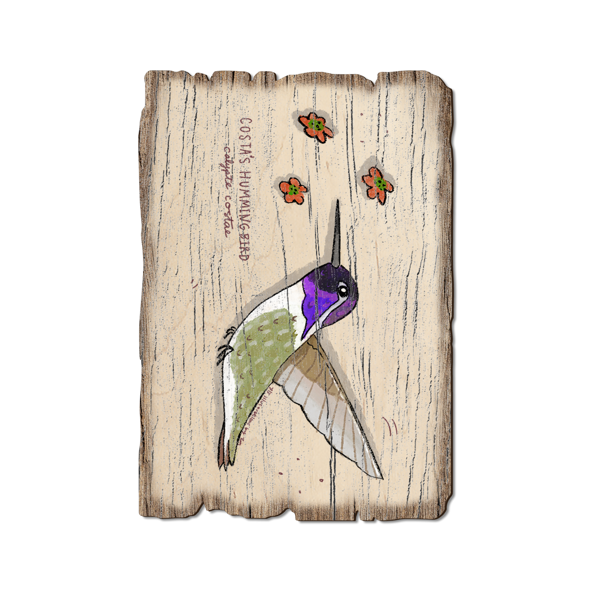 Ornament: Weathered Edge - Costa's Hummingbird (Pack of 5)
