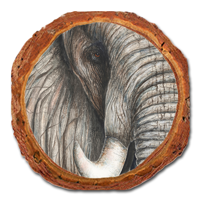 Coaster: Live Edge - Bartholet's African Elephant