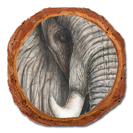 Coaster: Live Edge - Bartholet's African Elephant