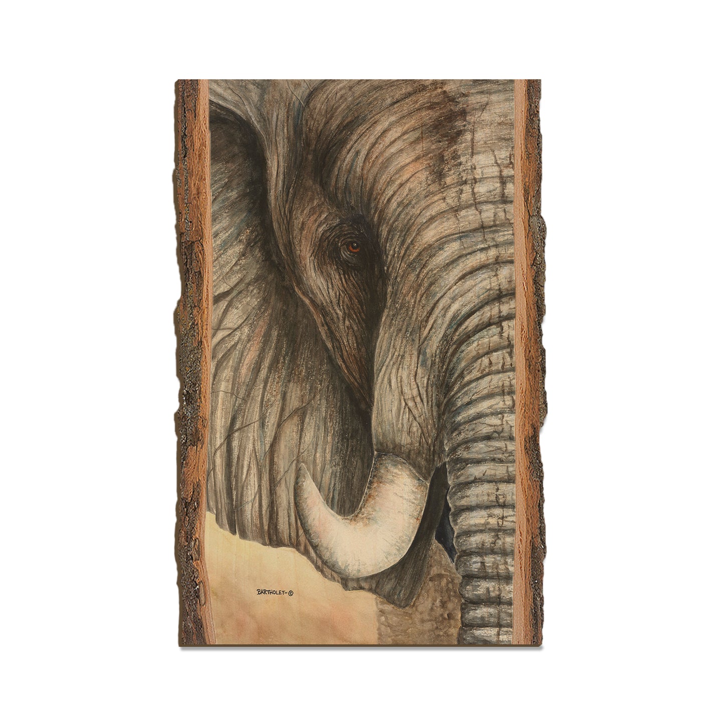 Bartholet's African Elephant  - Live Edge Live Edge Magnet (5pk // $2.80ea)