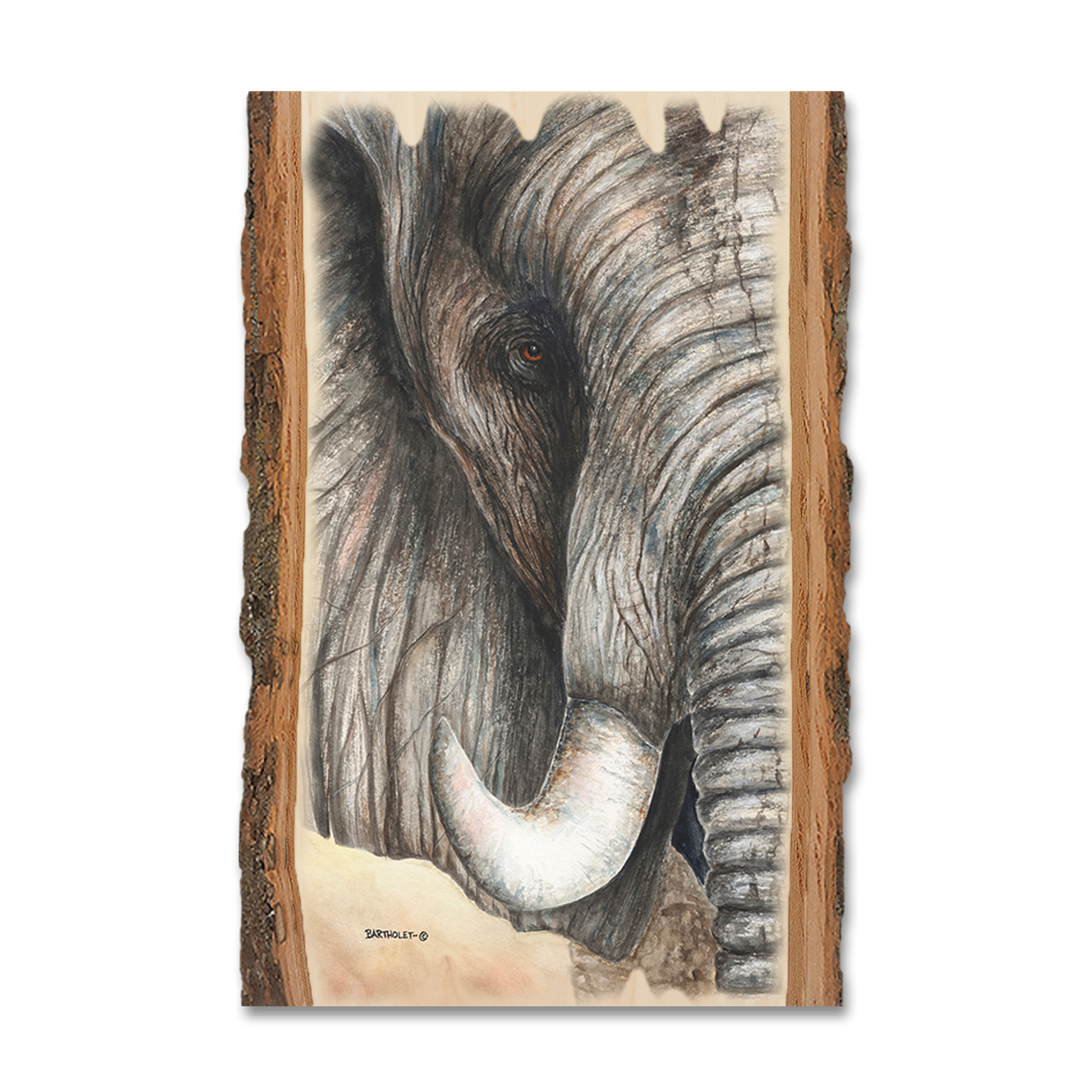 Magnet: Live Edge - Bartholet's African Elephant