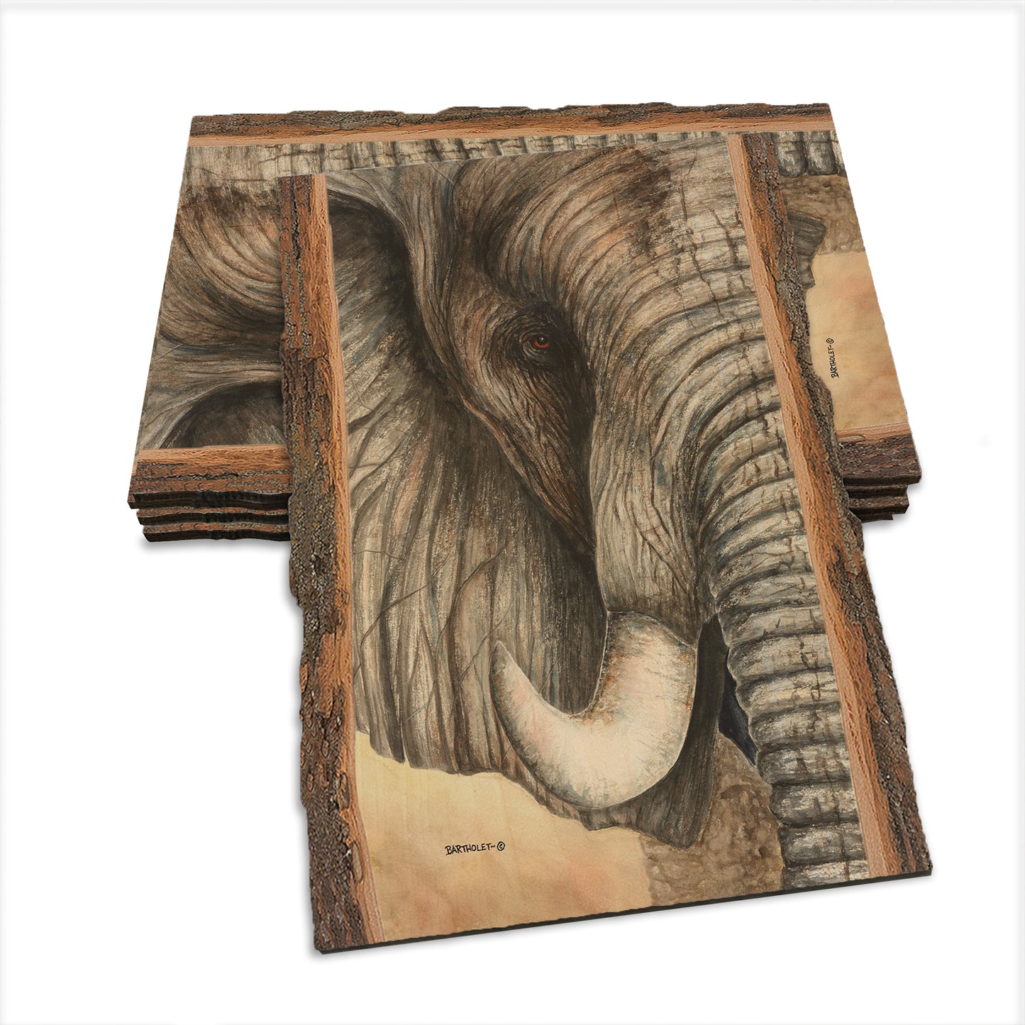Bartholet's African Elephant  - Live Edge Live Edge Postcard (5pk // $2.80ea)
