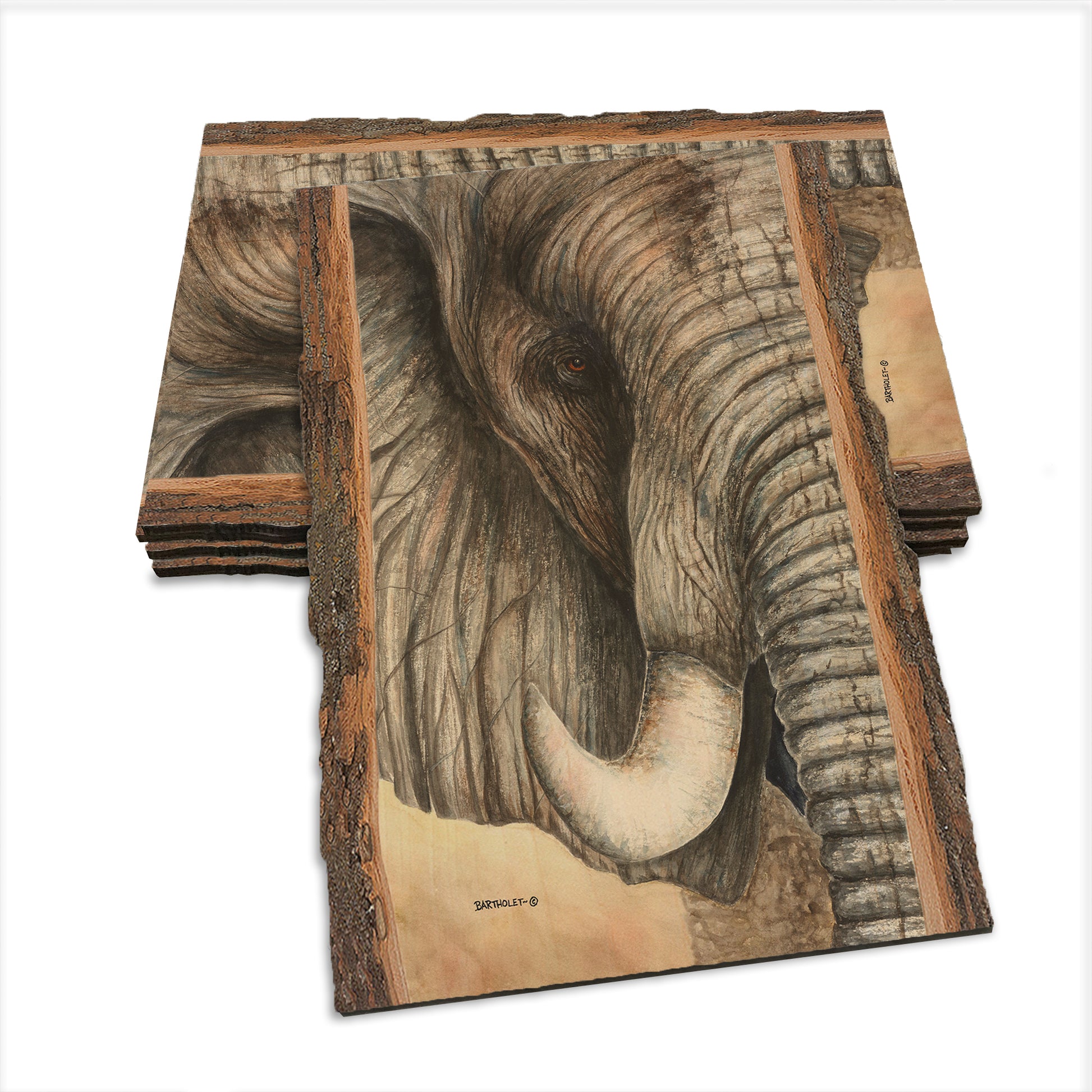 Bartholet's African Elephant  - Live Edge Live Edge Postcard (5pk // $2.80ea)