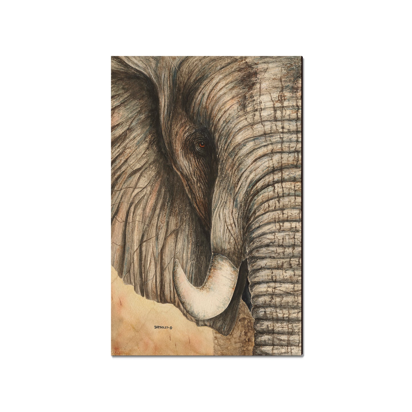 Bartholet's African Elephant  - Classic Edge