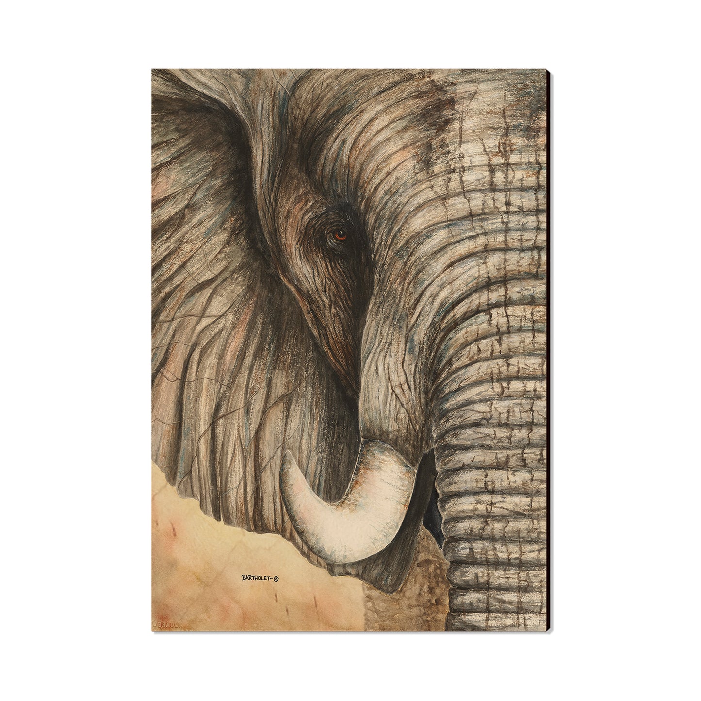 Bartholet's African Elephant  - Classic Edge