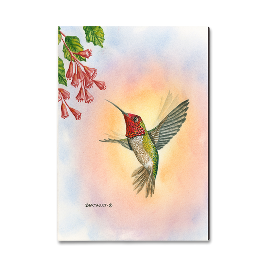 Greeting Card: Classic Edge - Bartholet's Anna Hummingbird