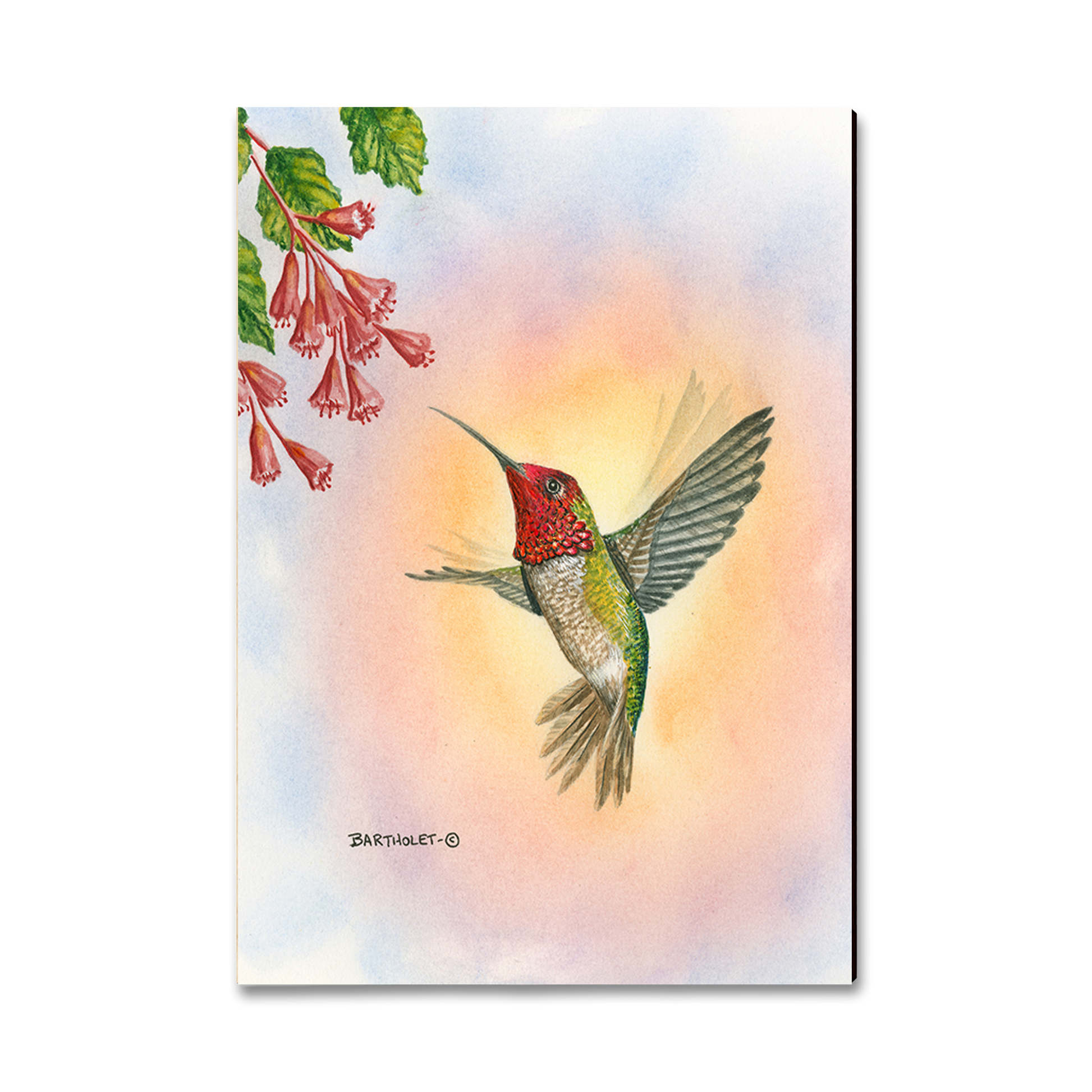 Magnet: Classic Edge - Bartholet's Anna Hummingbird