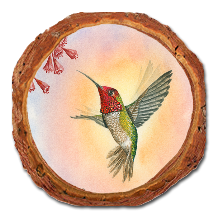 Coaster: Live Edge - Bartholet's Anna Hummingbird (Pack of 5)