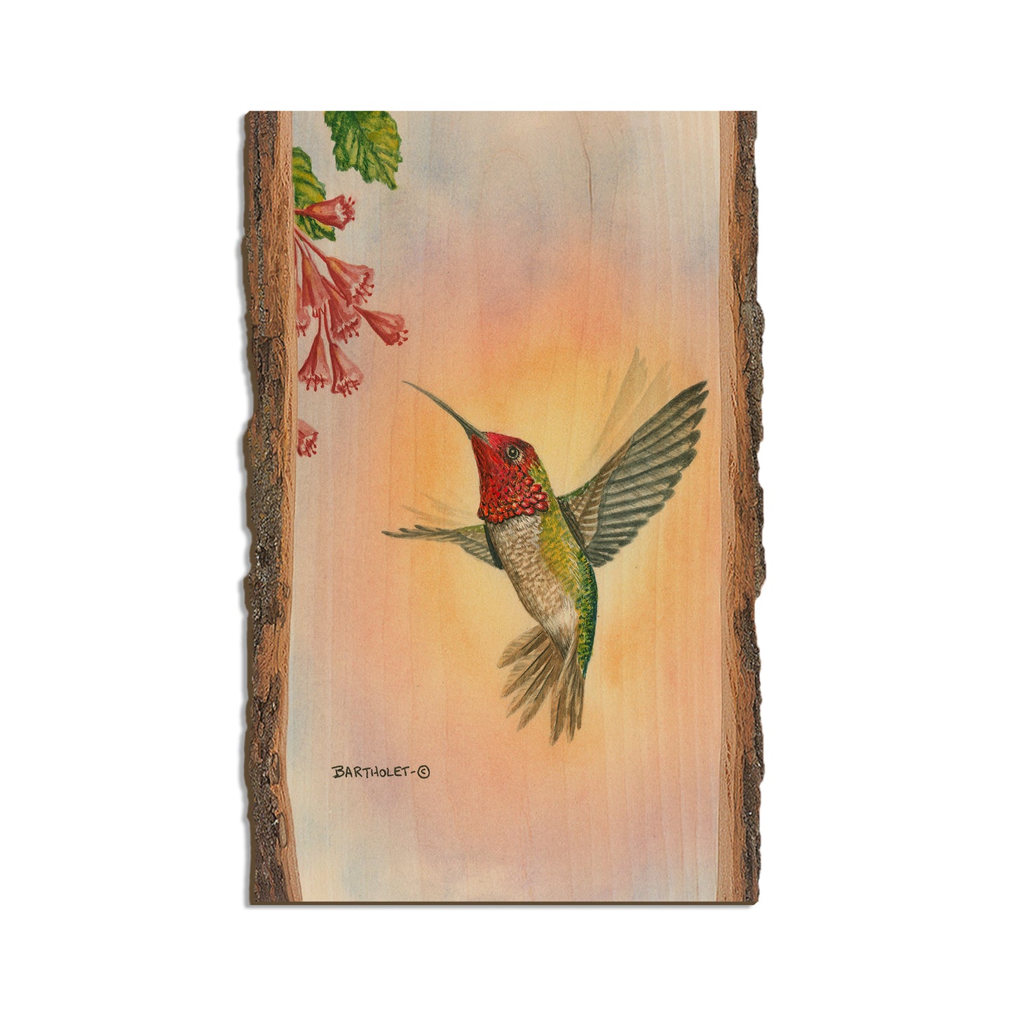 Bartholet's Anna Hummingbird  - Live Edge Live Edge Magnet (5pk // $2.80ea)