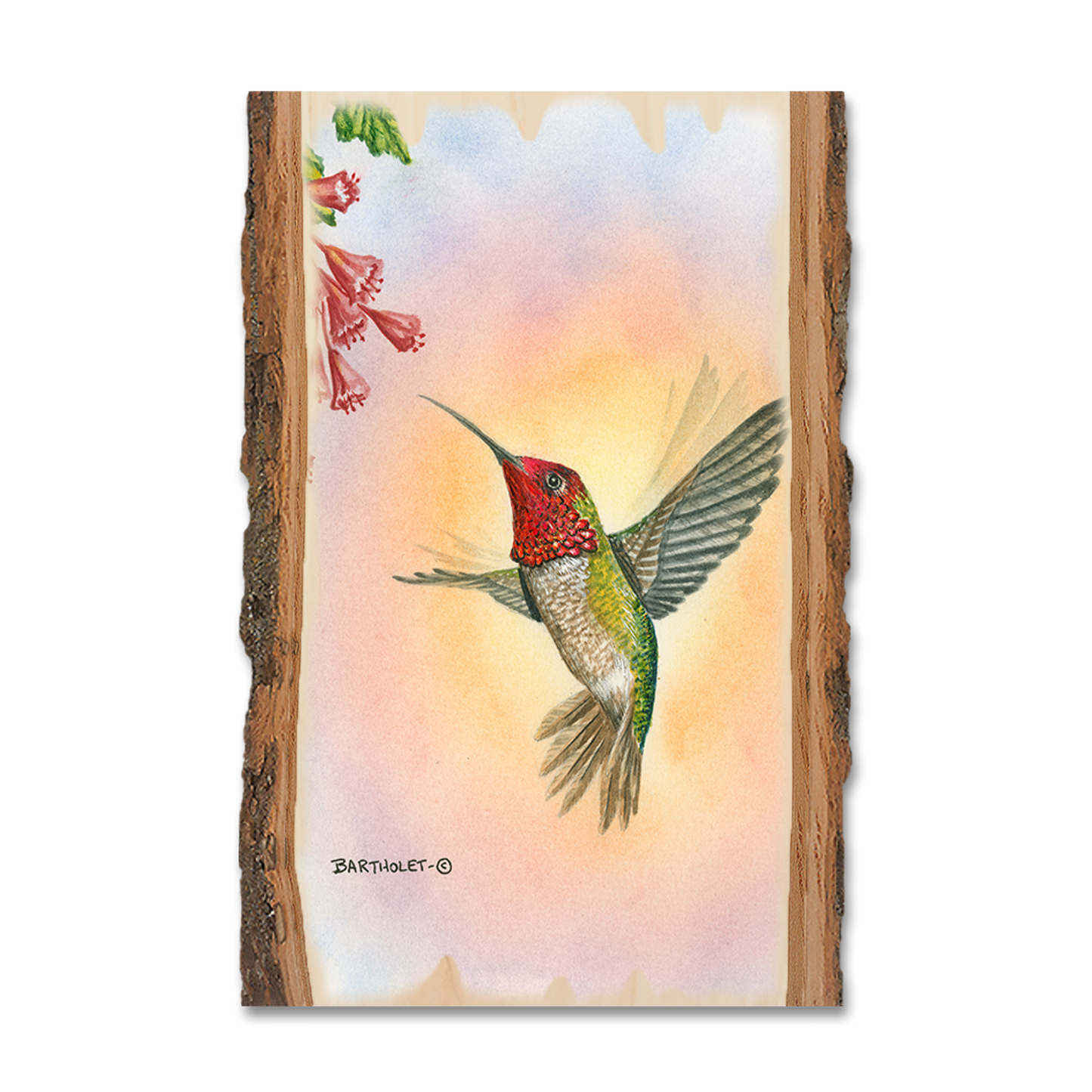 Ornament: Live Edge - Bartholet's Anna Hummingbird