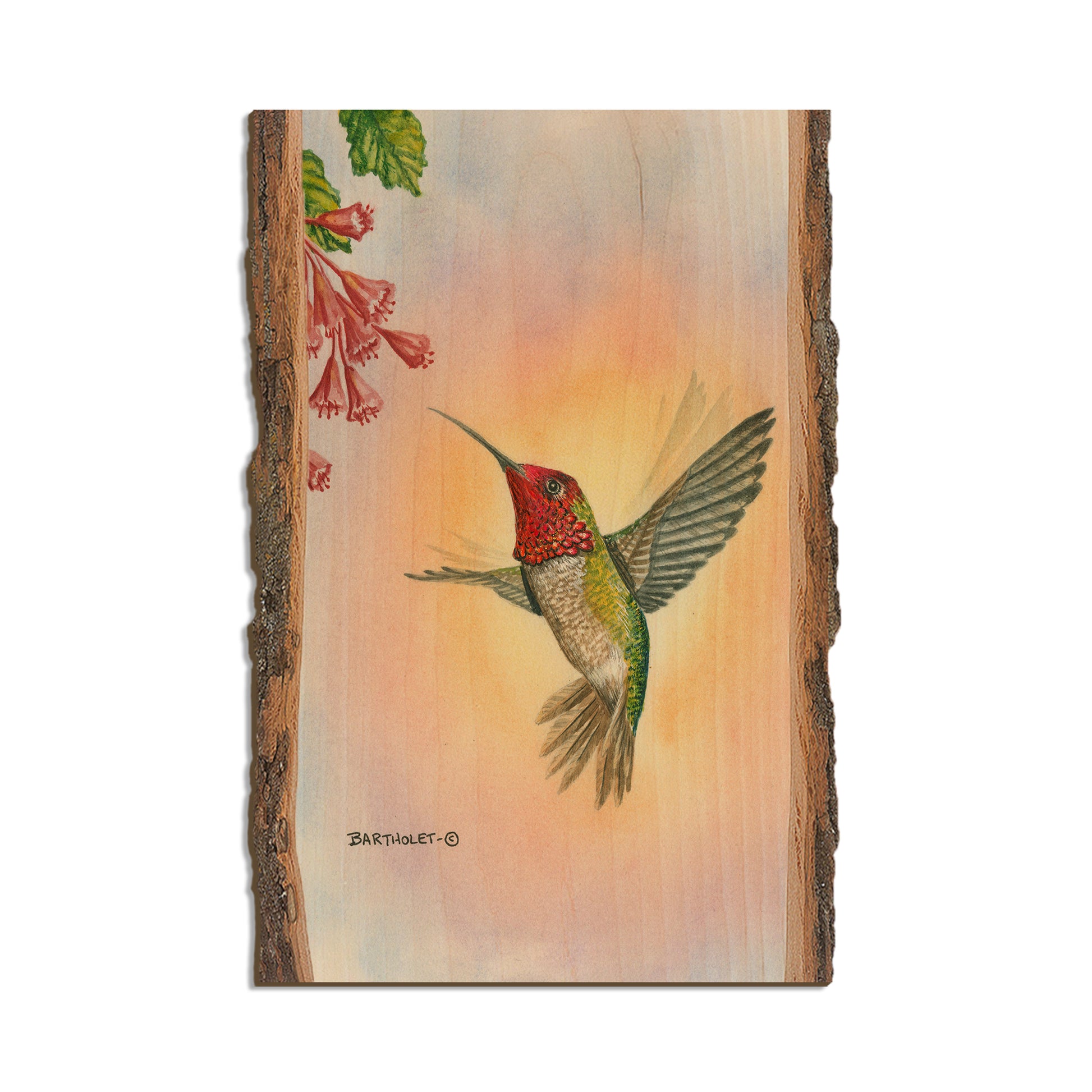 Bartholet's Anna Hummingbird  - Live Edge Live Edge Postcard (5pk // $2.80ea)