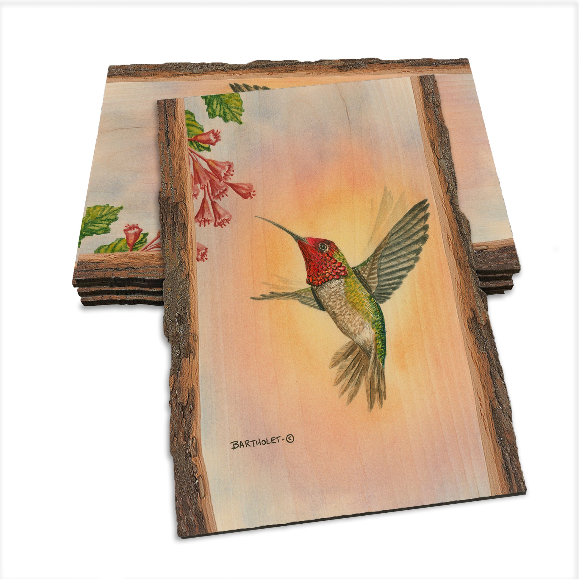 Bartholet's Anna Hummingbird  - Live Edge Live Edge Postcard (5pk // $2.80ea)