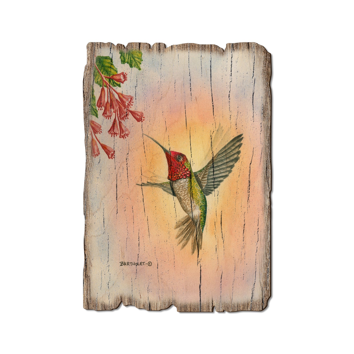 Bartholet's Anna Hummingbird - Rustic Edge Postcards & Magnets Rustic Edge Postcard (5pk // $2.80ea)