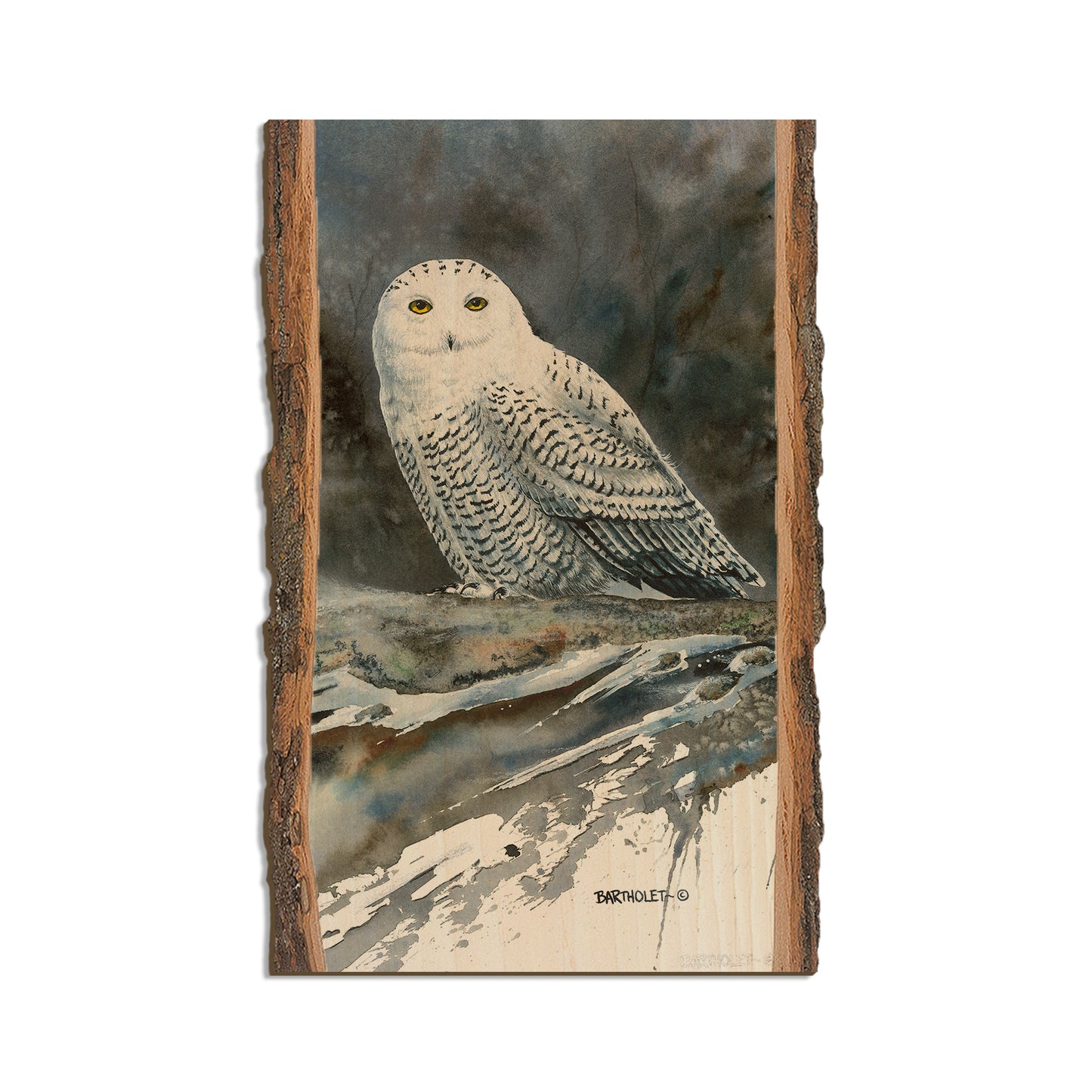 Bartholet's Arctic Ghost  - Live Edge Live Edge Magnet (5pk // $2.80ea)