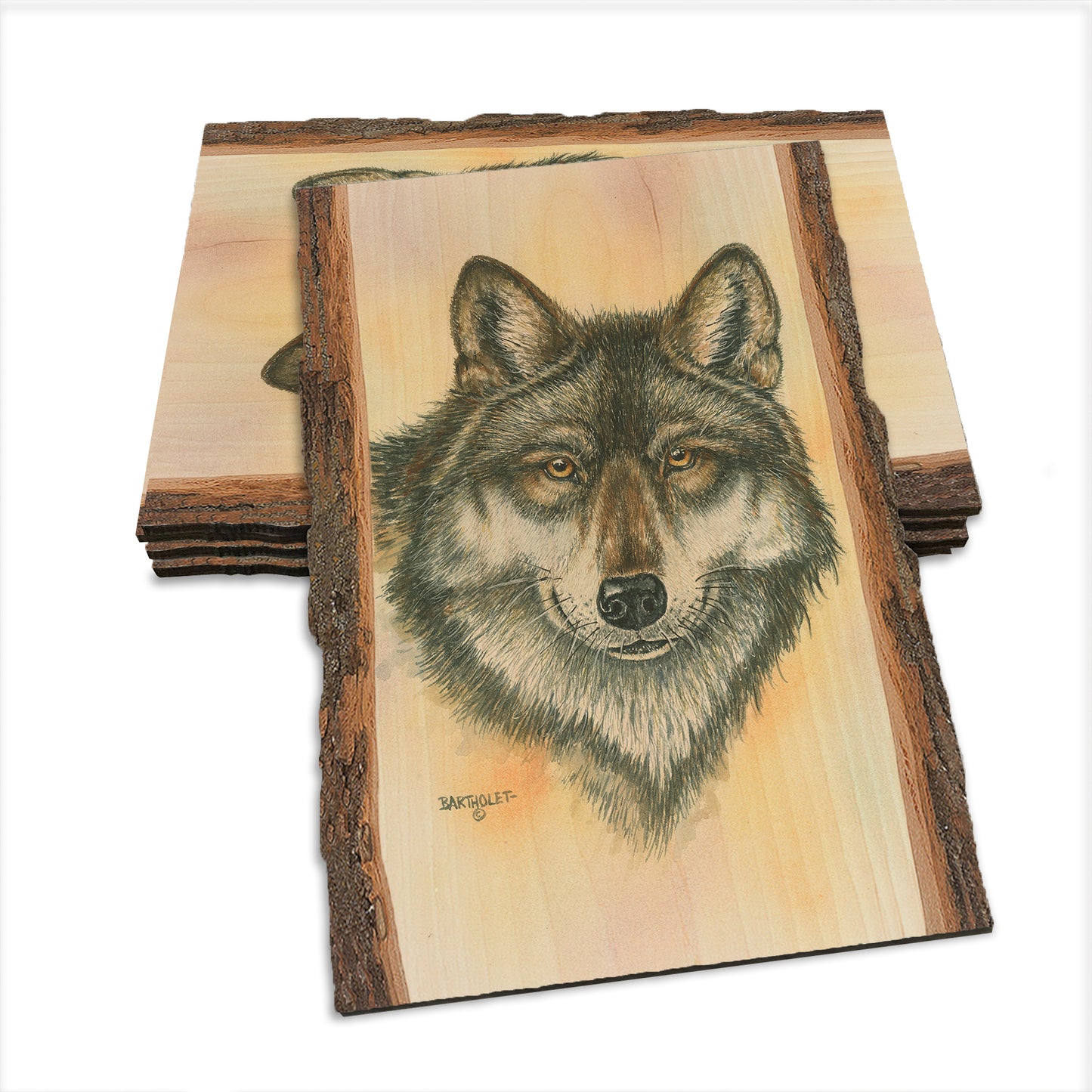 Bartholet's Alpha Wolf  - Live Edge Live Edge Postcard (5pk // $2.80ea)