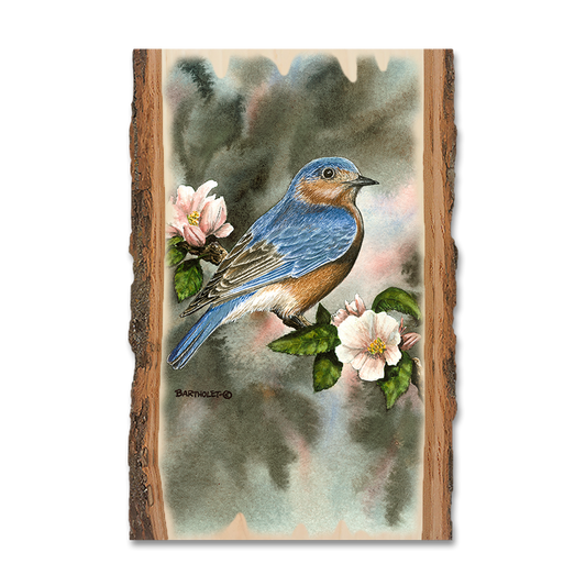 Greeting Card: Live Edge - Bartholet's Bluebird
