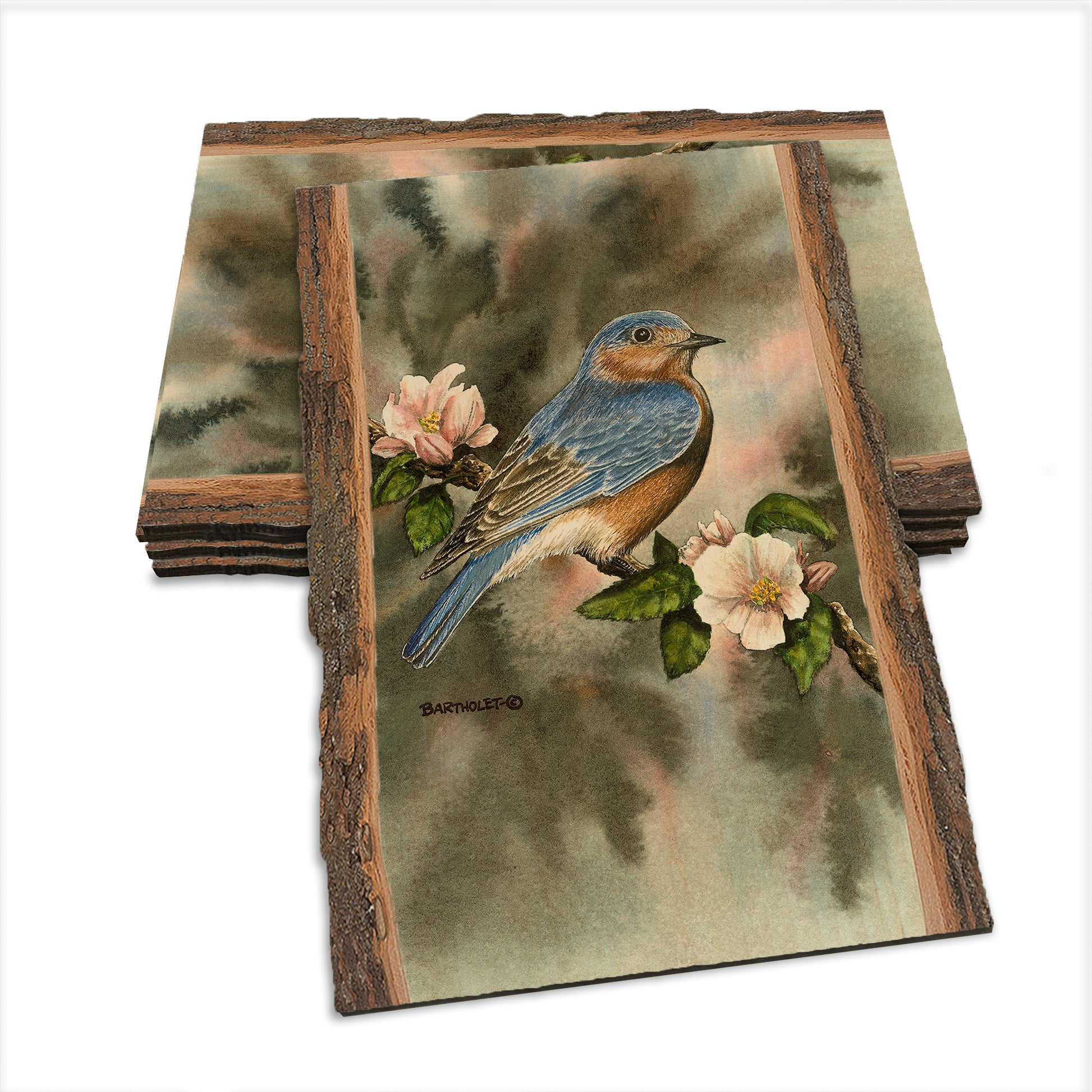 Bartholet's Bluebird  - Live Edge Live Edge Postcard (5pk // $2.80ea)