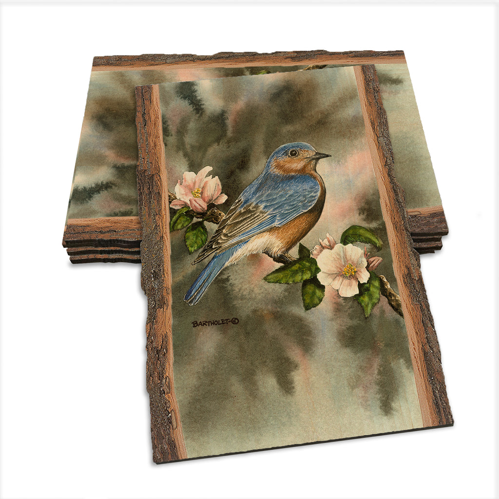 Bartholet's Bluebird  - Live Edge Live Edge Postcard (5pk // $2.80ea)