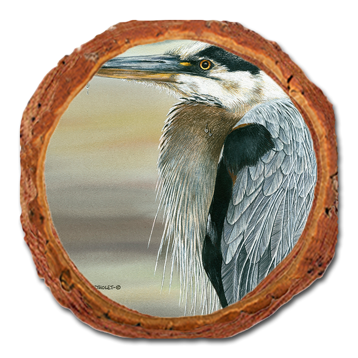 Coaster: Live Edge - Bartholet's Big Blue (Pack of 5)