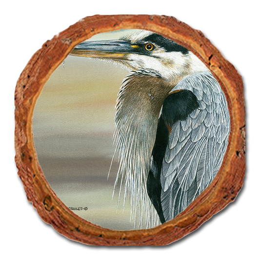 Coaster: Live Edge - Bartholet's Big Blue (Pack of 5)