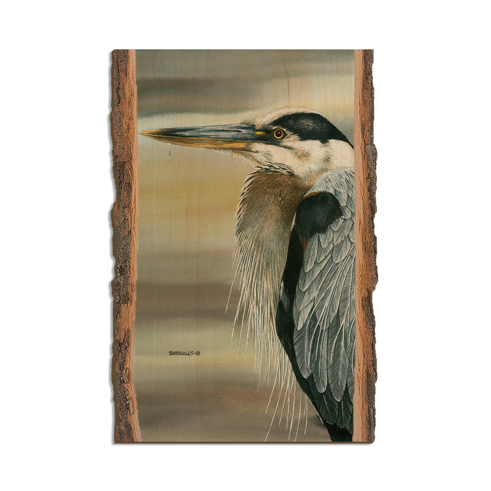 Bartholet's Big Blue  - Live Edge Live Edge Postcard (5pk // $2.80ea)