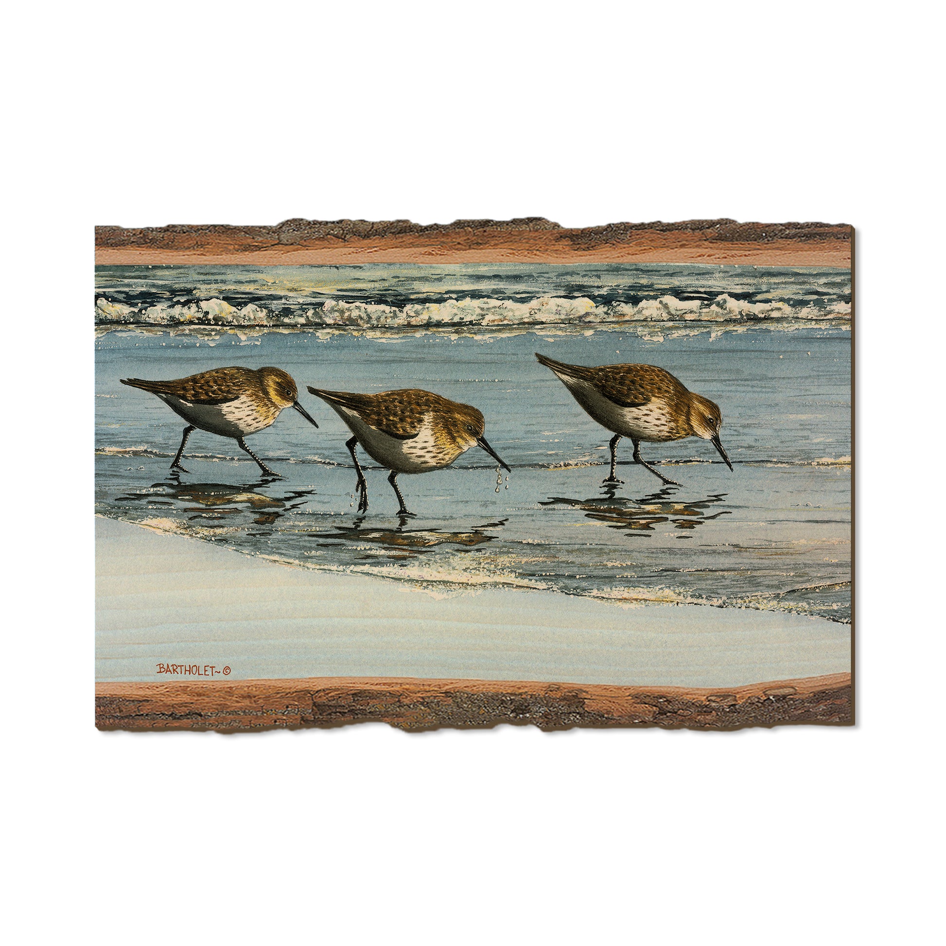 Bartholet's Beach Breakfast  - Live Edge Live Edge Postcard (5pk // $2.80ea)