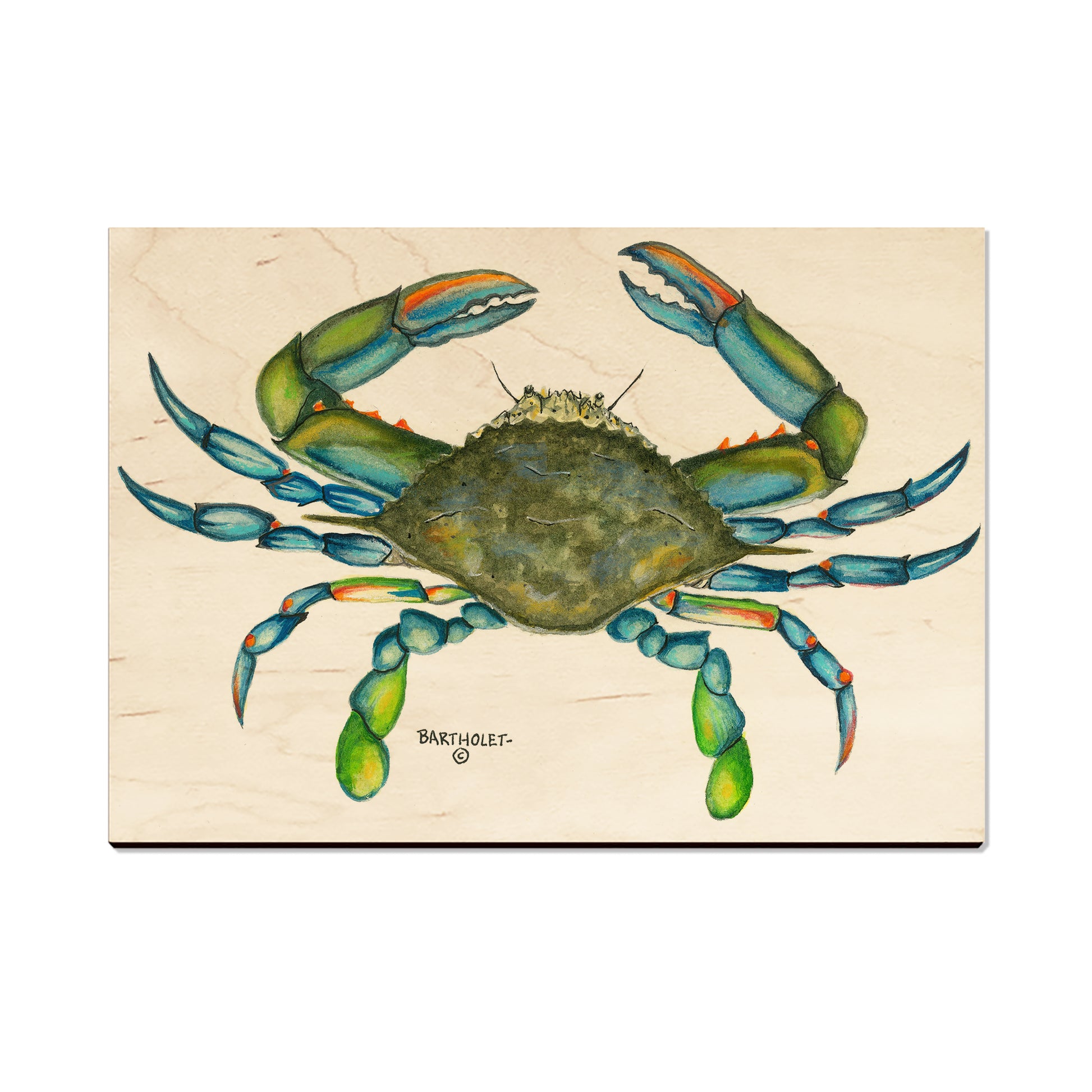 Bartholet's Blue Crab - Magnet Classic Edge Postcard (5pk // $2.80ea)