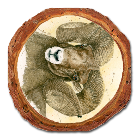 Coaster: Live Edge - Bartholet's Big Horn