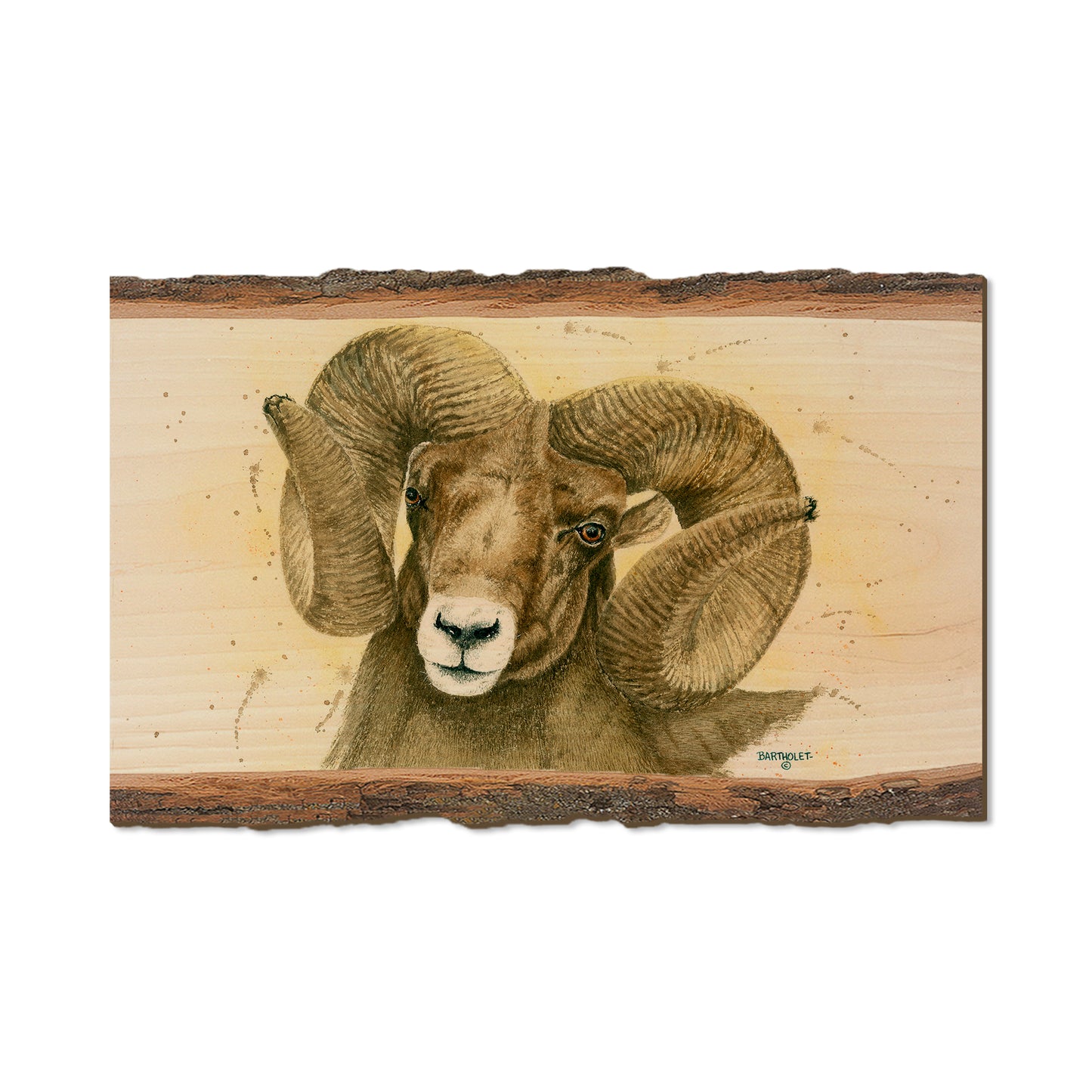 Bartholet's Big Horn  - Live Edge Live Edge Magnet (5pk // $2.80ea)