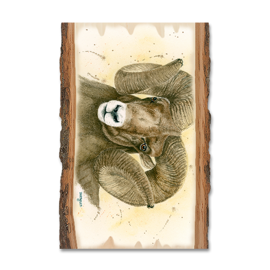 Magnet: Live Edge - Bartholet's Big Horn