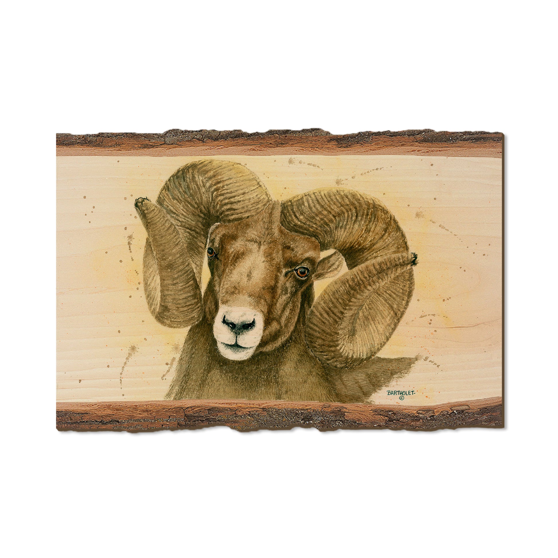 Bartholet's Big Horn  - Live Edge Live Edge Postcard (5pk // $2.80ea)