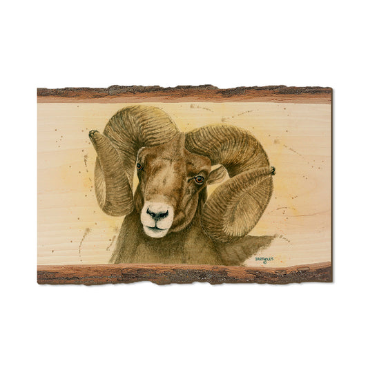 Bartholet's Big Horn  - Live Edge Live Edge Postcard (5pk // $2.80ea)
