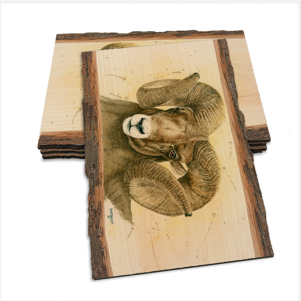 Bartholet's Big Horn  - Live Edge Live Edge Postcard (5pk // $2.80ea)