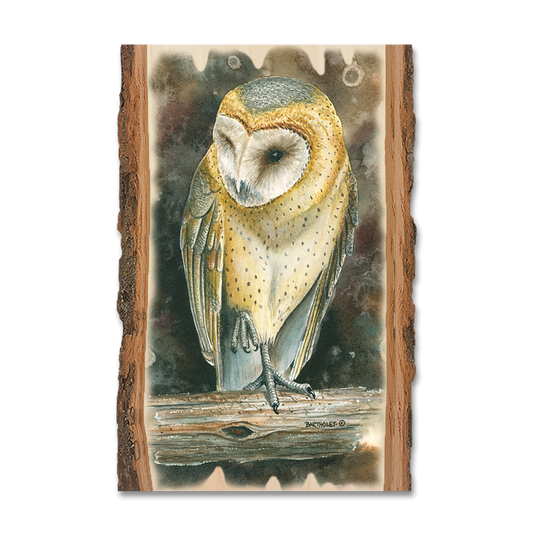 Magnet: Live Edge - Bartholet's Barn Owl