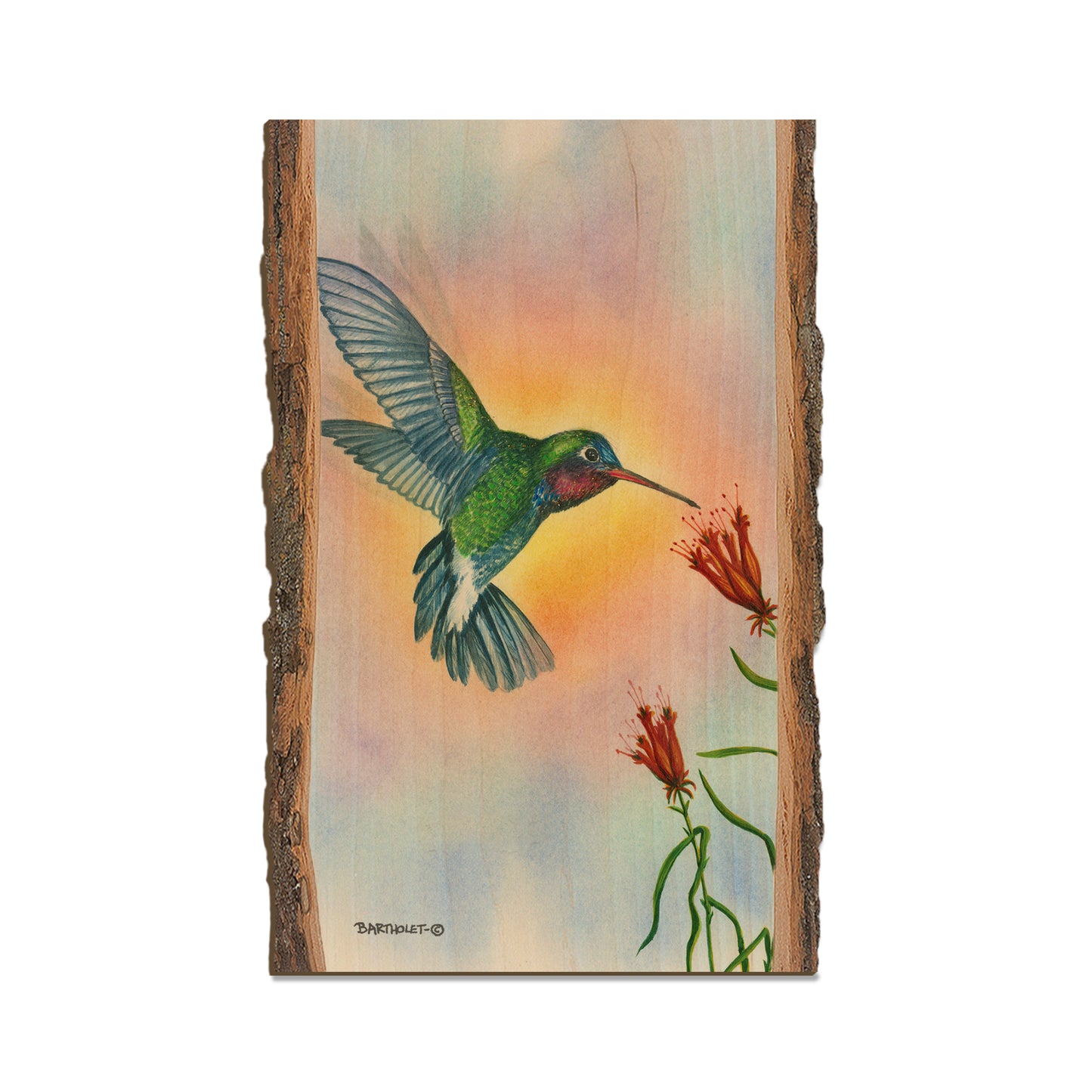 Bartholet's Broad Bill  - Live Edge Live Edge Magnet (5pk // $2.80ea)