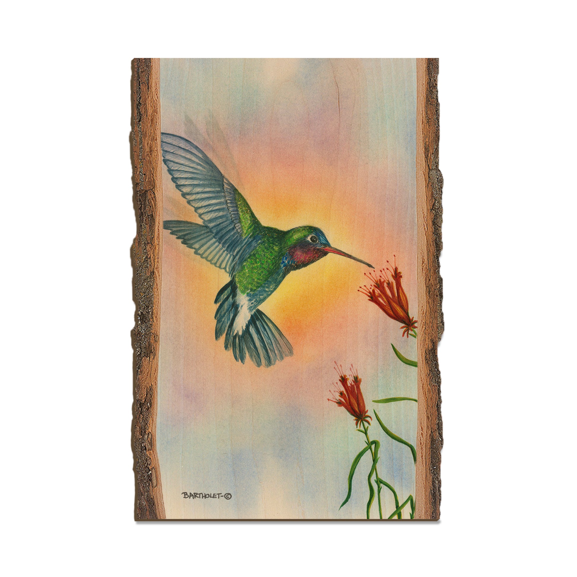Bartholet's Broad Bill  - Live Edge Live Edge Postcard (5pk // $2.80ea)
