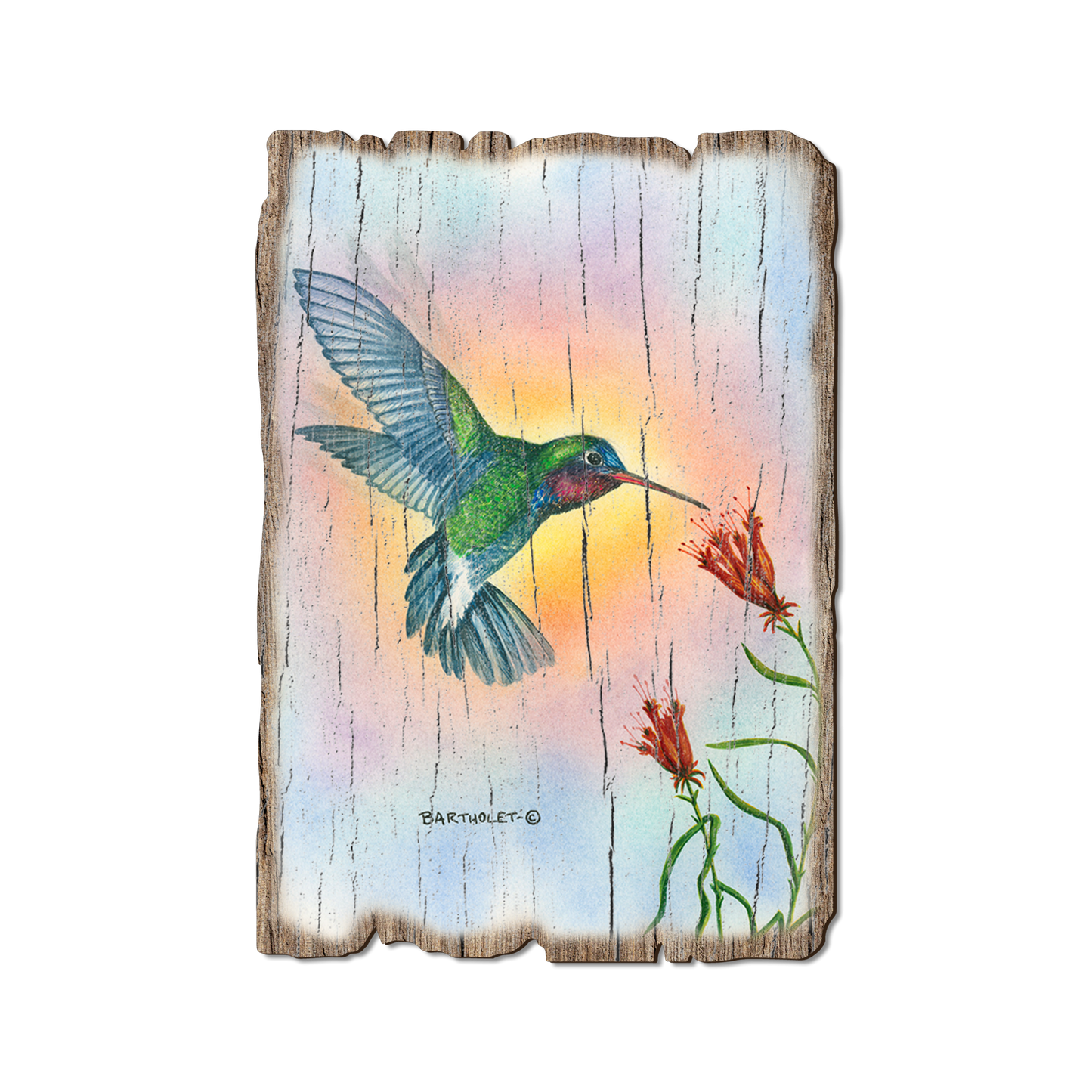 Postcard: Weathered Edge - Bartholet's Broad Bill (Pack of 5)